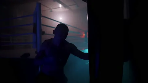 Boxer Stock Footage 144727813