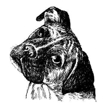 Boxer Illustrazione stock