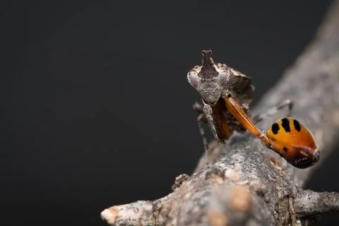 Boxer mantis warning and approaching straight Stock Photos