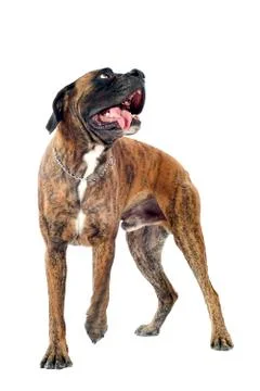 Boxer Stock Photos