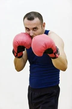 Boxer Fotos Stock