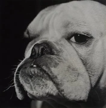 Boxer Stock Photos