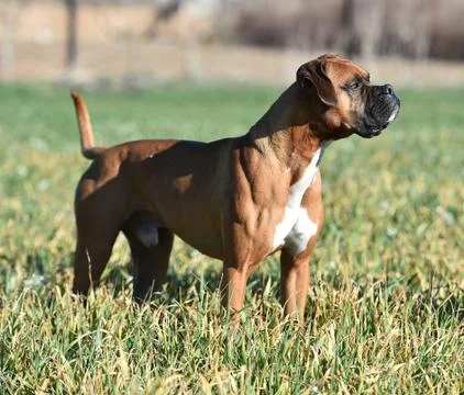 Boxer Stock Photos