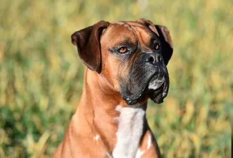 Boxer Stock Photos
