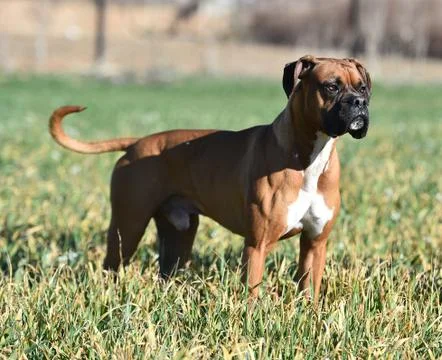 Boxer Stock Photos