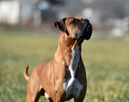 Boxer Stock Photos