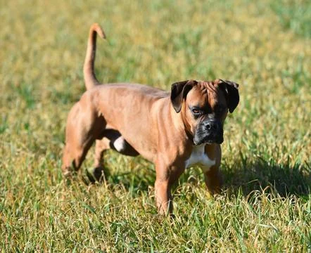 Boxer Stock Photos