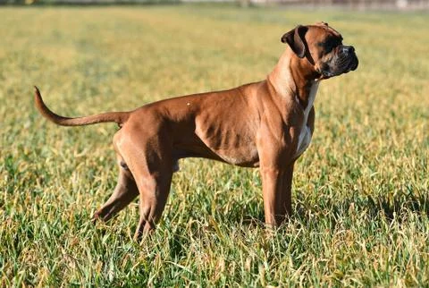 Boxer Stock Photos
