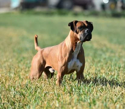 Boxer Stock Photos