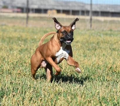 Boxer Stock Photos