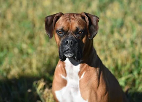 Boxer Stock Photos