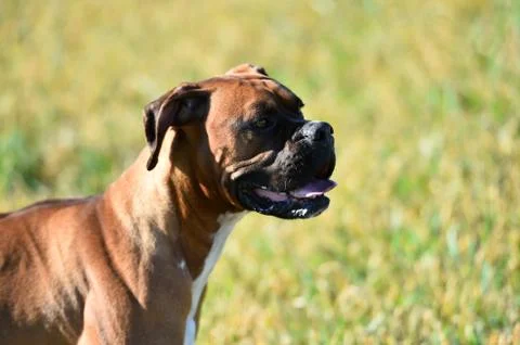 Boxer Stock Photos