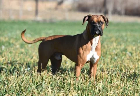 Boxer Stock Photos