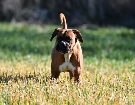 Boxer Stock Photos