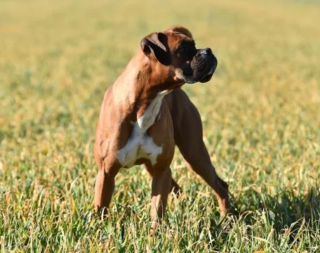 Boxer Stock Photos
