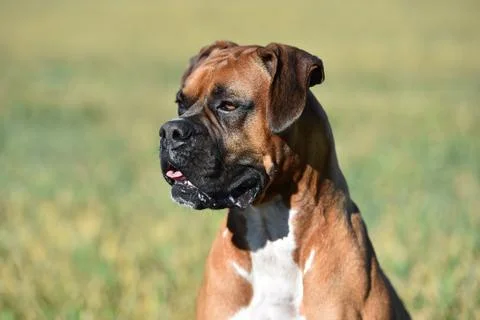 Boxer Stock Photos