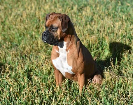 Boxer Stock Photos