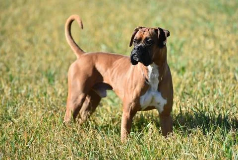 Boxer Stock Photos