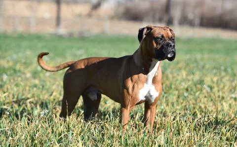 Boxer Stock Photos