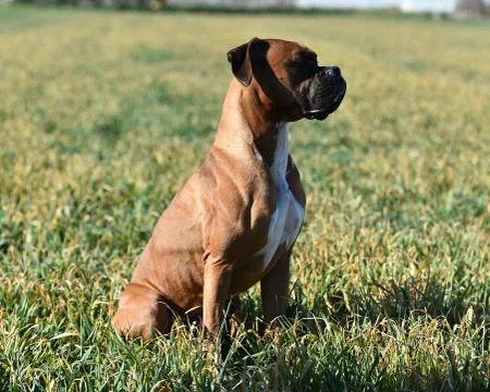 Boxer Stock Photos