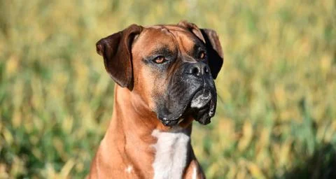 Boxer Stock Photos