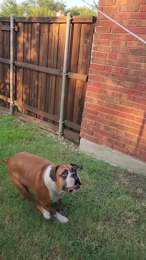 Boxer Plays Tetherball, Allen, Texas, USA - 29 Aug 2024 Stock Footage 283035023