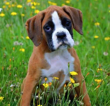 Boxer puppy Stock Photos