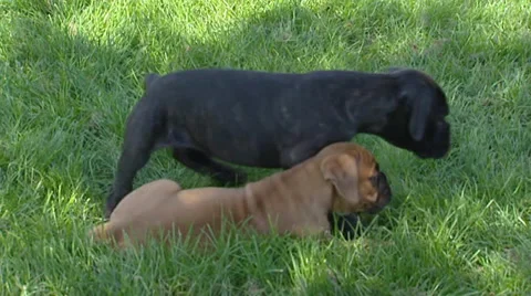 Boxer pups play in yard Видео 34789798