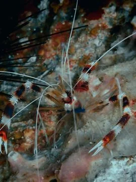 Boxer Shrimp Stock Photos