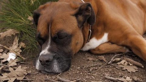 Boxer sleeping Stock Footage 128014616
