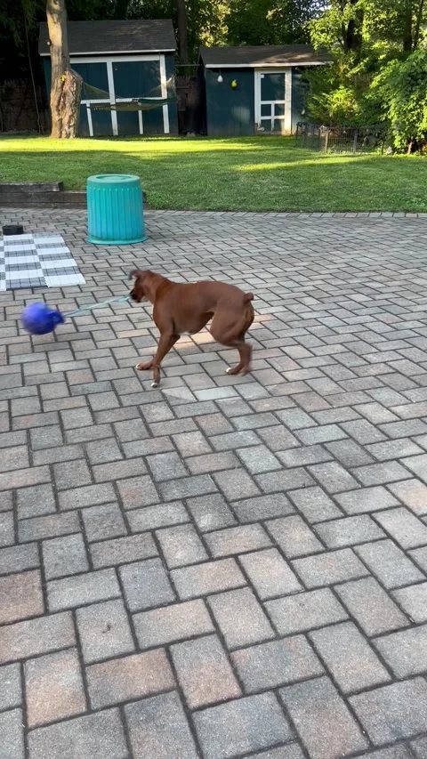 Boxer Spins Ball Round And Round, Washington Township, New Jersey, USA - 08 Sep  Stock Footage 286736338