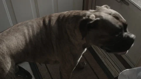 Boxer Wants to Go Outside Stock Footage 37245797