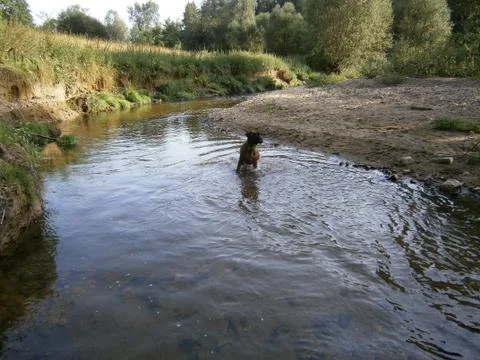 Boxer in the water Foto stock