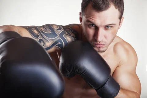 Boxer on white Stock Photos