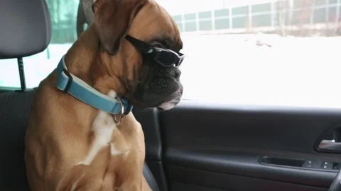 Boxerd dog waiting inside the car. Stock Footage 102188337