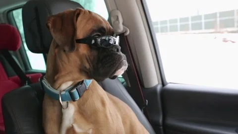 Boxerd dog waiting inside the car. Stock Footage 102188396