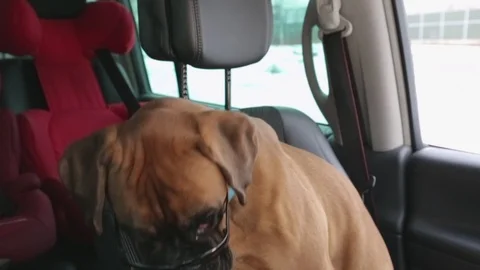 Boxerd dog waiting inside the car. Video stock 102188510