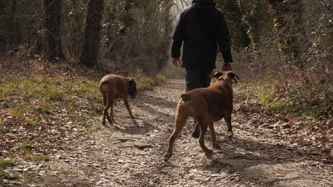 Boxers and their master Stock Footage 127322569
