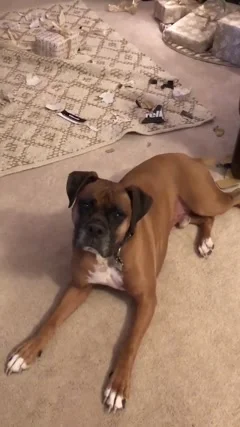 how do you house break a boxer