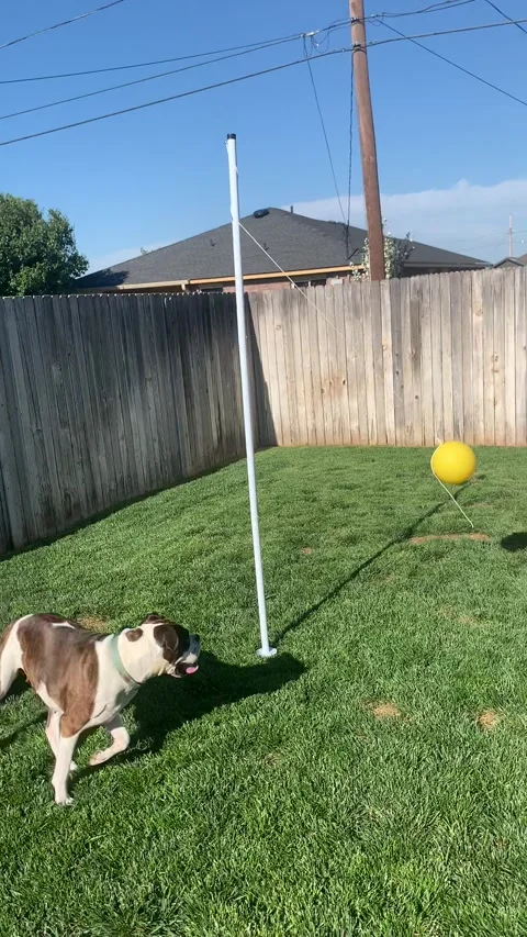 Boxers Have  Blast Playing Tetherball, Dumas, Texas, USA - 01 Jan 1970 Stock Footage 205350892