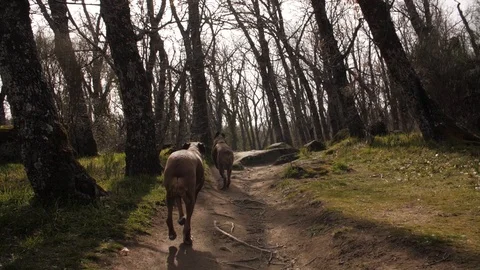 Boxers running Stock Footage 127321712