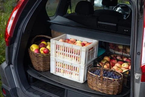 Boxes and basket with picked apples and basket of plums are inside boot of car Foto stock