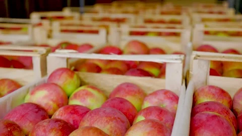 Boxes with apples close-up Stock Footage 160460648