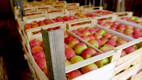 Boxes with apples close-up Stock Footage 160893335