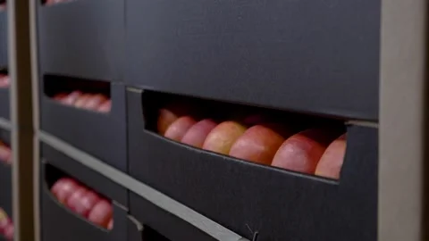 Boxes with apples ready for uploading. Apple production Stock Footage 207985778