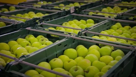 BOXES OF APPLES IN STORAGE. DOLLY SHOT. Stock Footage 90009013