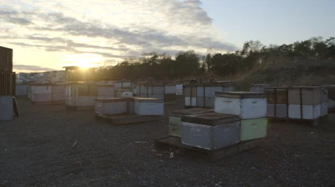 Boxes of beehives in bee farm Stock Footage 50166992