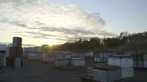 Boxes of beehives in bee farm Stock Footage 50168538