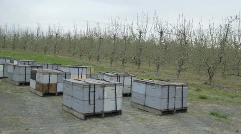 Boxes of beehives in bee farm Stock Footage 50169710