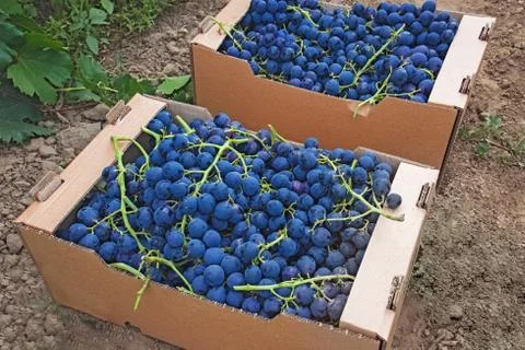 Boxes with blue grapes close-up. Stock Photos